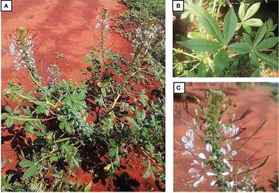 Cleome gynandra: A wonder climate-smart plant for nutritional security for millions in semi-arid areas